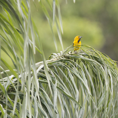 Icterus nigrogularis