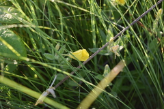 Oenothera pilosella