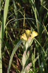 Oenothera pilosella