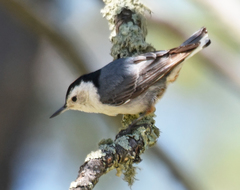 Sitta carolinensis nelsoni