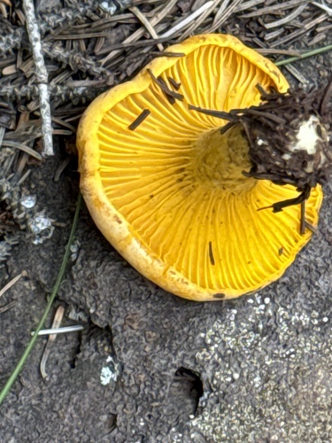 Rainbow Chanterelle