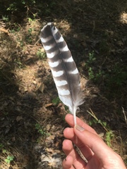 Buteo lineatus