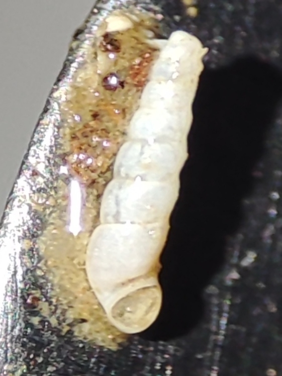 Sorholia