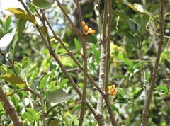 Macrosolen cochinchinensis