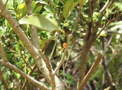 Macrosolen cochinchinensis