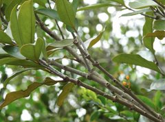 Macrosolen cochinchinensis