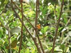 Macrosolen cochinchinensis