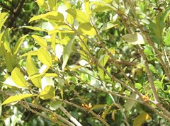 Macrosolen cochinchinensis