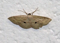 Semaeopus cantona
