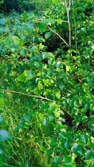 Alnus jorullensis
