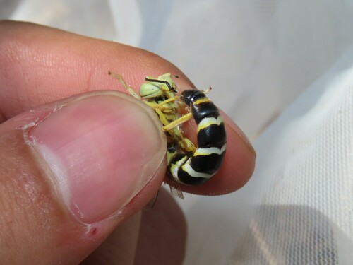 Bembix sinuata