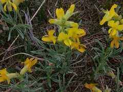 Thermopsis lanceolata