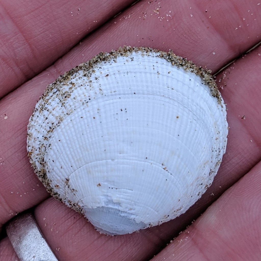 Photo of a Pacific Littleneck Clam