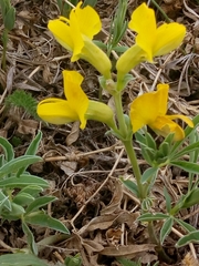 Thermopsis lanceolata