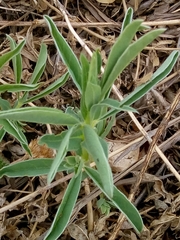 Thermopsis lanceolata