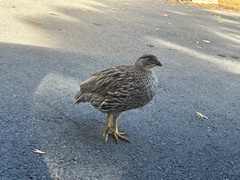 Erckel's Francolin photo 4