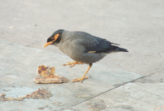 Acridotheres ginginianus