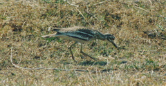 Burhinus indicus