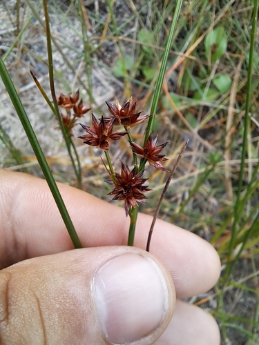 Image of Juncus nodosus by no rights reserved
