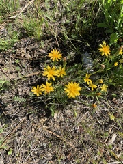 Pyrrocoma apargioides