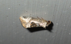 Elaphria venustula