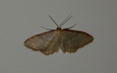 Idaea humiliata