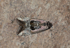 Elaphria venustula