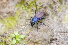 Carabus schoenherri