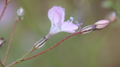Gilia leptantha purpusii