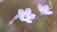 Gilia leptantha purpusii
