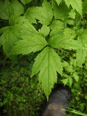 Hydrophyllum virginianum