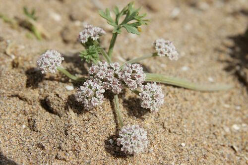 Water carpet (Sclerosciadium nodiflorum)