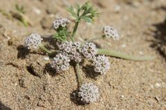 Water carpet (Sclerosciadium nodiflorum)