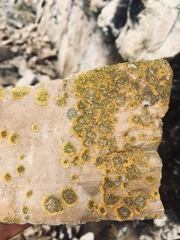 Leproplaca cirrochroa