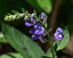 Scutellaria incana