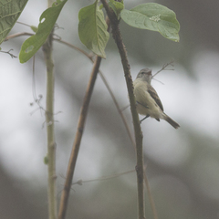 Camptostoma obsoletum