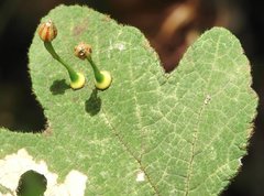 Dendrotrophe varians