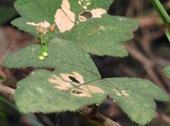 Dendrotrophe varians