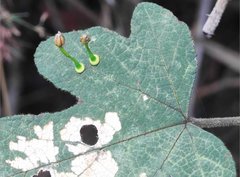 Dendrotrophe varians