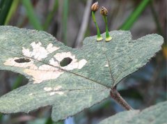 Dendrotrophe varians