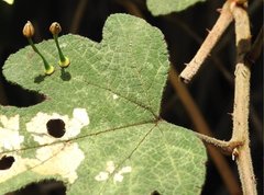 Dendrotrophe varians