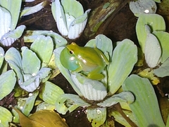 Sphaenorhynchus lacteus