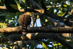 Accipiter bicolor