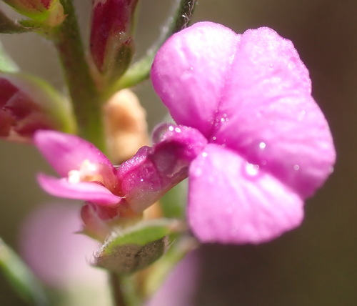 Garden Route Purplegorse (Muraltia knysnaensis)