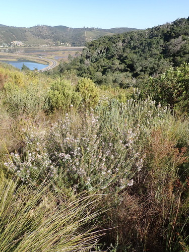 Image of Agathosma ovata by (c) Nicola van Berkel, some rights reserved (CC BY-SA)