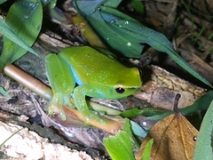 Sphaenorhynchus lacteus