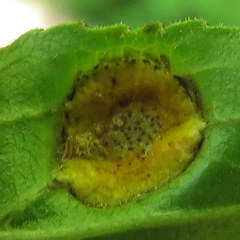 Puccinia coronata