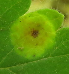 Cronartium ribicola