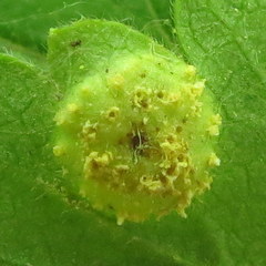 Cronartium ribicola