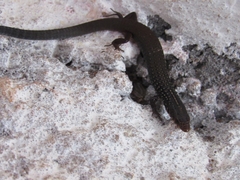 Spiny Colobosaura photo 4